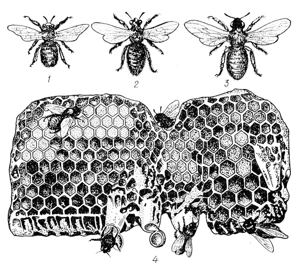 1 - пчела-работница; 2 - пчела-матка; 3 - самец; 4 - пчелиные соты,наполненные собранным медом
