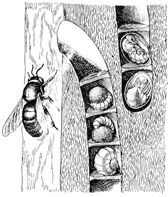 Открытое гнездо дикой пчелы-столяра