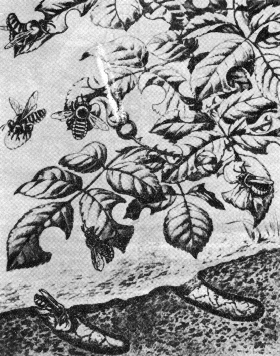 Пчелы-листорезы собирают пищу для своих личинок