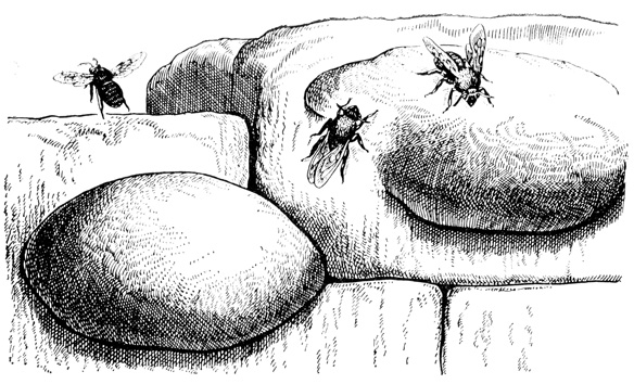Гнезда пчел-каменок