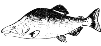 Во время миграций форелевые рыбы меняются до неузнаваемости. Самец горбуши в брачный период