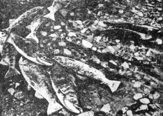 Тихоокеанские лососи после нереста резко худеют и часто умирают от этого