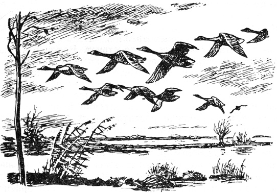 Мигрирующие виды гусей при полете строго соблюдают определенный строй