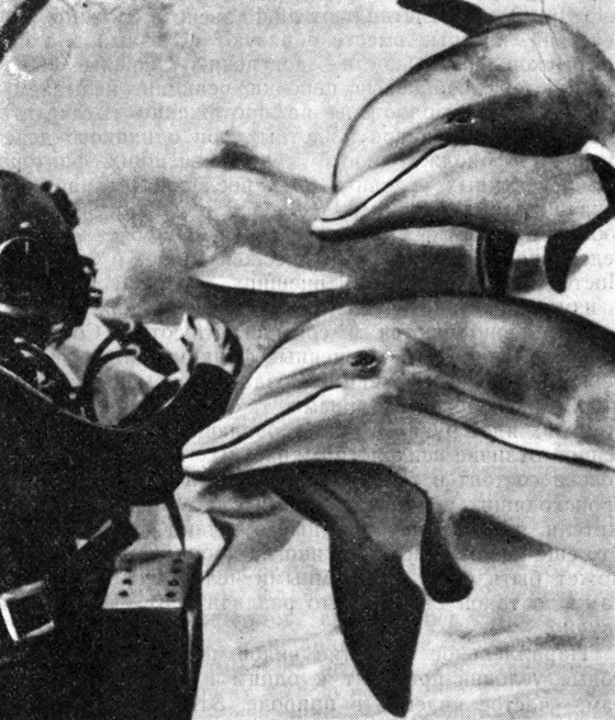 Дельфины встречают человека, вошедшего в их царство, дружелюбной усмешкой