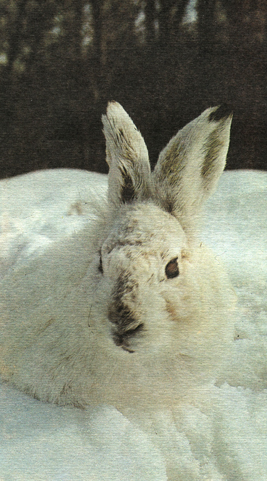 Заяц-беляк