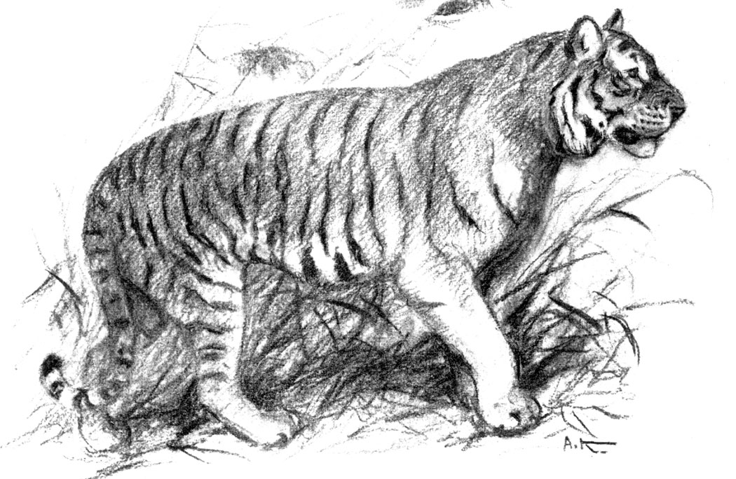 . 40. , Panthera tigris L. (. A. H. )