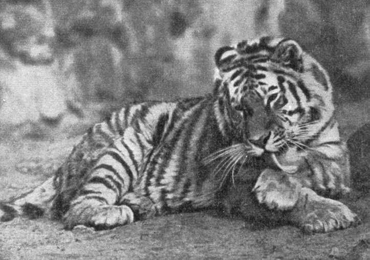 . 41.  , Panthera tigris altaica Temm.   (. . . )