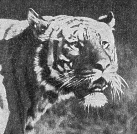 . 42.  , Panthera tigris altaica Temm.  , 1963 . (. . . )