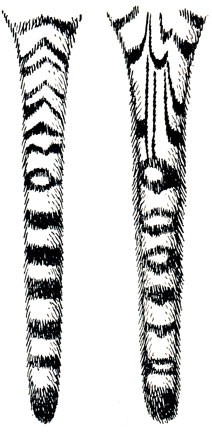. 58.      , Panthera tigris virgata Matschie ()  , P. t. altaica Temm.,  . .   . . , 1934; (. . )