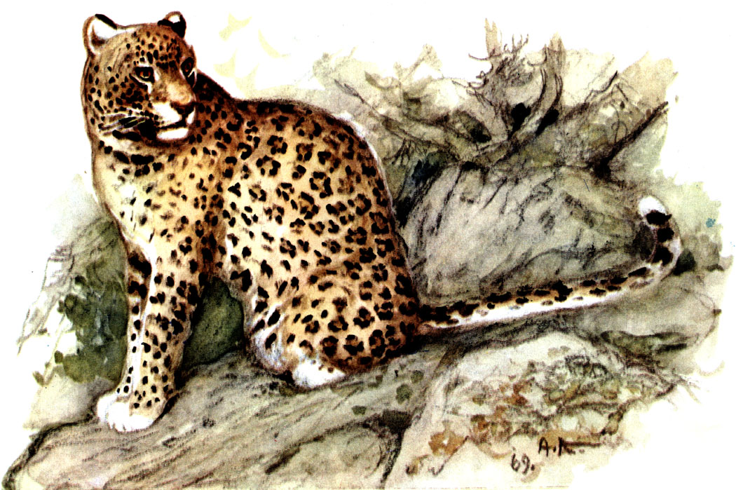  I.  , Panthera pardus L. (. A. H. )