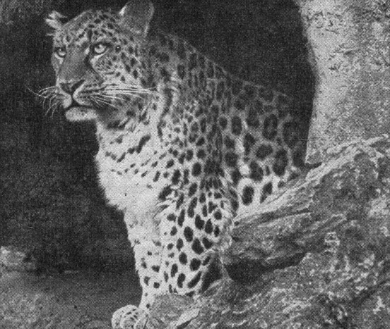 . 92.  , Panthera pardus orientalis Schleg.   (. . . )
