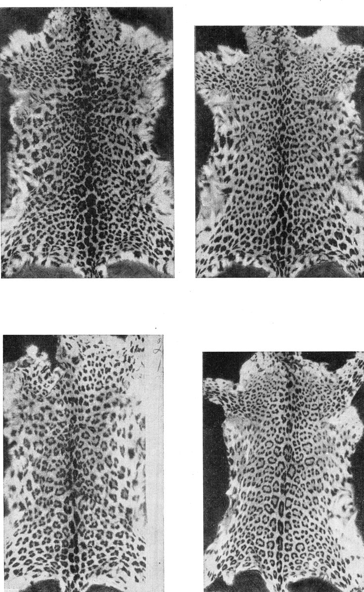 . 101.    , Panthera pardus ciscaucasica Sat.  : 1 -  53348,  , ,  1948,  , 2 - 29657, ,   3 -  438920, , ,  1941 .,  , 4 - 29656,   .  .      (. . . )