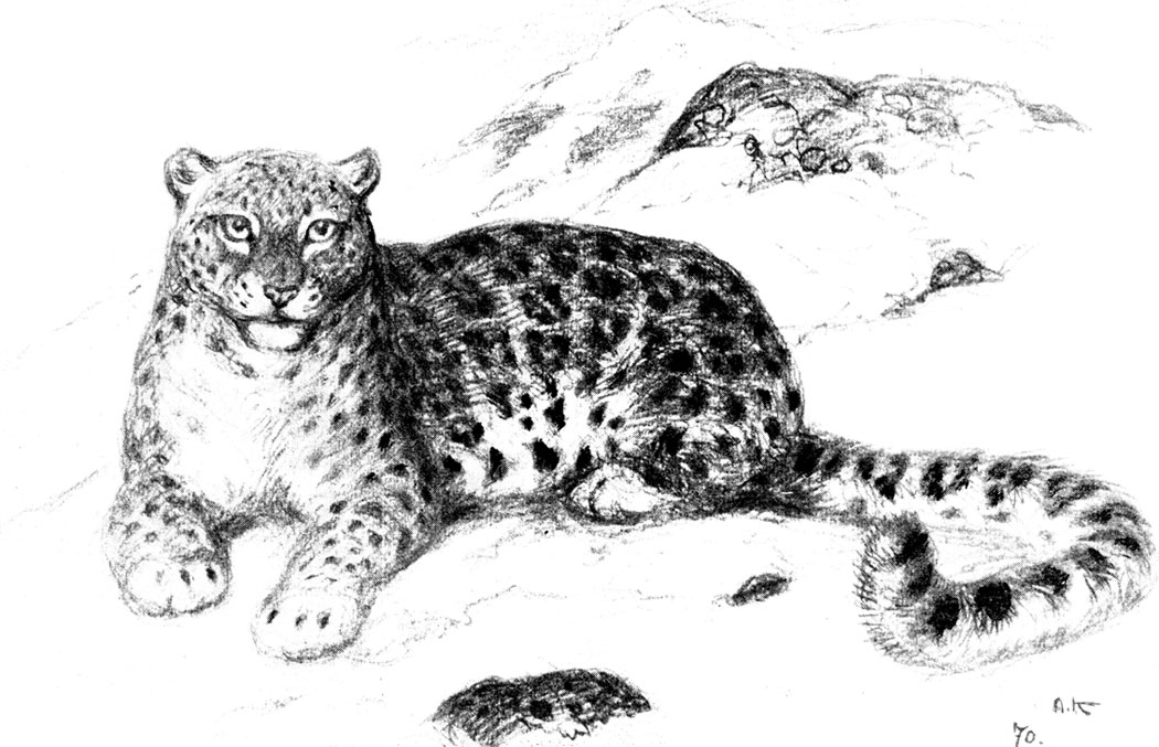 Снежный Барс (Snow Leopard) | Раскраски для детей: 1 разукрашка