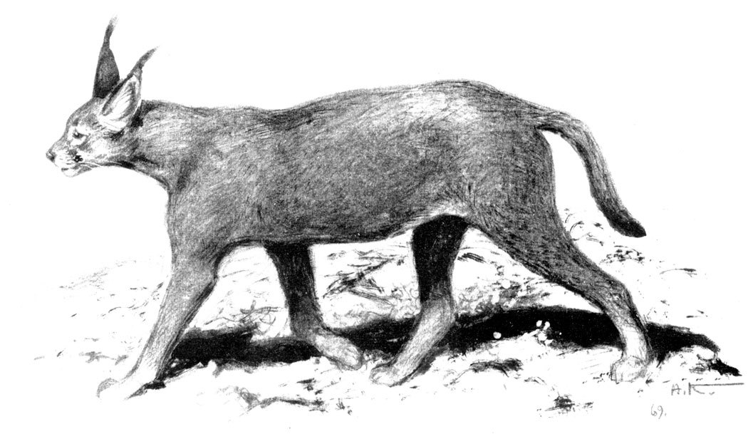 . 209. , Felis (Lynx) caracal Schreb. (. . . )