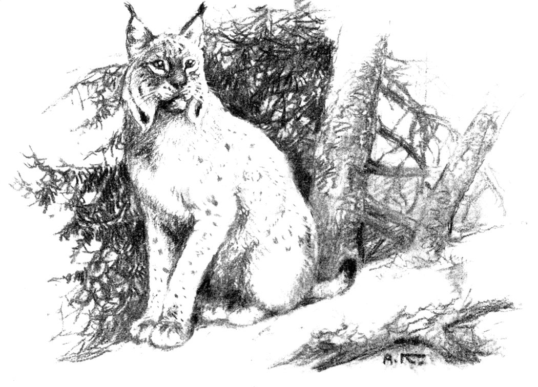 . 220. , Felis (Lynx) lynx L. (. . . )