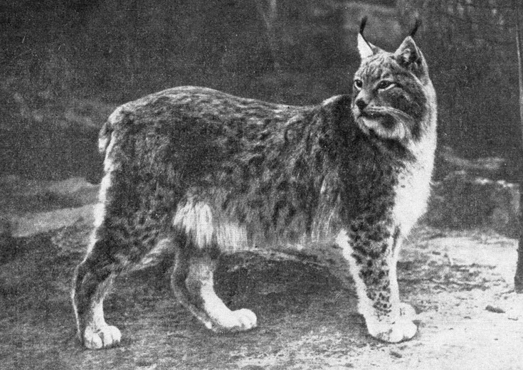 . 224.  , Felis (Lynx) lynx kozlovi Fet.    (. . )