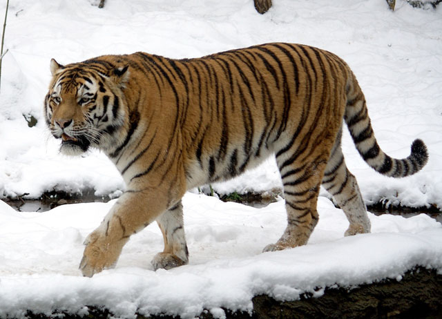   - https://upload.wikimedia.org/wikipedia/commons/b/b9/P.t.altaica_Tomak_Male.jpg