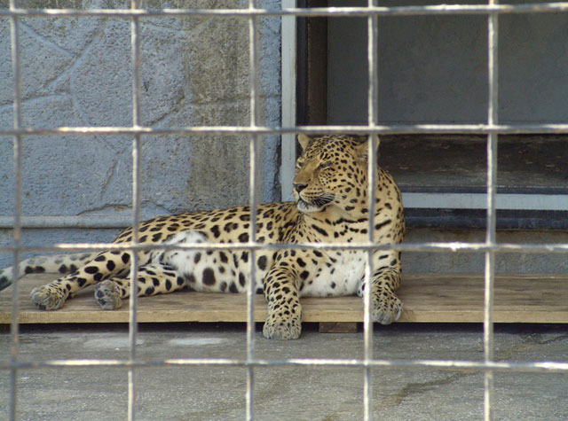 ������� � �������� - https://upload.wikimedia.org/wikipedia/commons/thumb/8/8a/Tsentralnyy_rayon%2C_Chelyabinsk%2C_Chelyabinskaya_oblast%27%2C_Russia_-_panoramio_%2827%29.jpg/960px-Tsentralnyy_rayon%2C_Chelyabinsk%2C_Chelyabinskaya_oblast%27%2C_Russia_-_panoramio_%2827%29.jpg